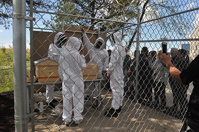 Associated Labels staff look on as some 32,000 bees are placed in the Coquitlam company's new parking lot apiary.