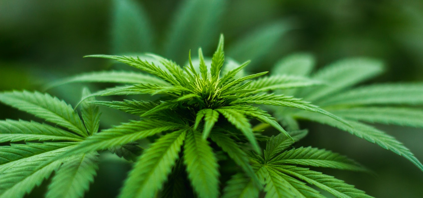 cannabis